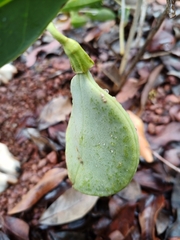 Anemopaegma
