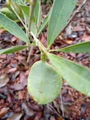 Anemopaegma