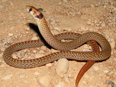 Pygopus nigriceps