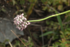 Allium clathratum
