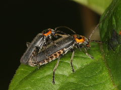 Cyrtomoptera divisa