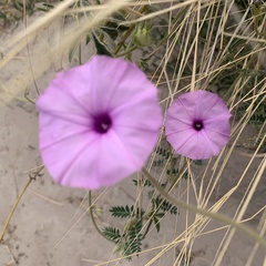 Ipomoea magnusiana image