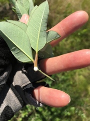 Amsonia tabernaemontana