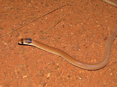 Pygopus nigriceps