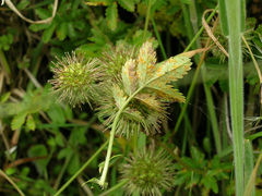 Phragmidium subsimile