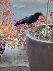 Corvus brachyrhynchos