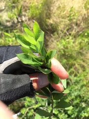 Amsonia tabernaemontana