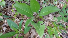 Parthenium auriculatum