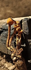 Pleurocordyceps