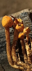 Pleurocordyceps