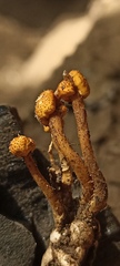 Pleurocordyceps