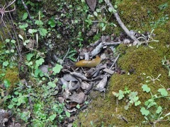 Ariolimax californicus