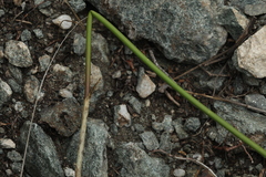 Allium clathratum