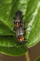 Cyrtomoptera divisa