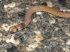 Pygopus nigriceps