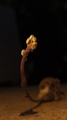 Pleurocordyceps