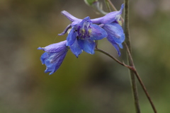 Delphinium laxiflorum