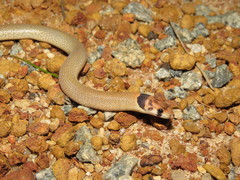 Pygopus nigriceps