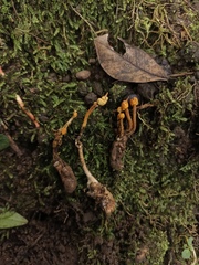 Pleurocordyceps