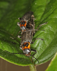 Cyrtomoptera divisa