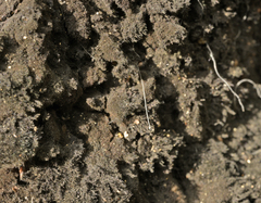 Ophiocapnocoma batistae