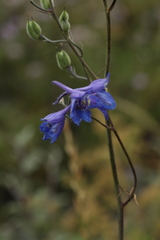 Delphinium laxiflorum