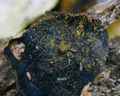 Gliocladium polyporicola