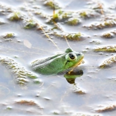 Brazilian Swimming Frog, Pseudis bolbodactyla