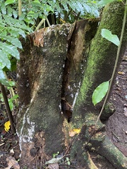 Pterulicium