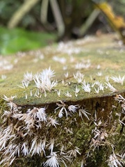Pterulicium