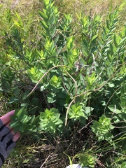Amsonia tabernaemontana