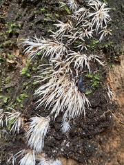 Pterulicium