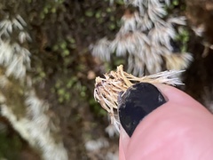 Pterulicium