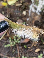 Pterulicium