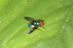 Hemilucilia