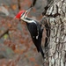 Pileated Woodpecker - Photo (c) Joshlaymon, some rights reserved (CC BY-SA)