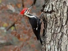 Pileated Woodpecker - Photo (c) Joshlaymon, some rights reserved (CC BY-SA)