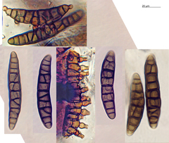 Ophiocapnocoma batistae