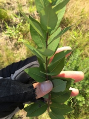 Amsonia tabernaemontana