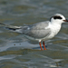 Forster's Tern - Photo (c) Dick Daniels, some rights reserved (CC BY-SA)