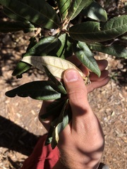 Quercus hypoleucoides