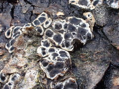 Entoleuca mammata