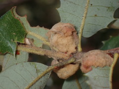 Heteroecus dasydactyli