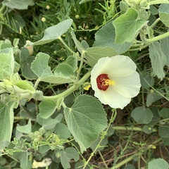 Pavonia senegalensis image