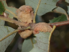 Heteroecus dasydactyli