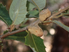 Heteroecus dasydactyli