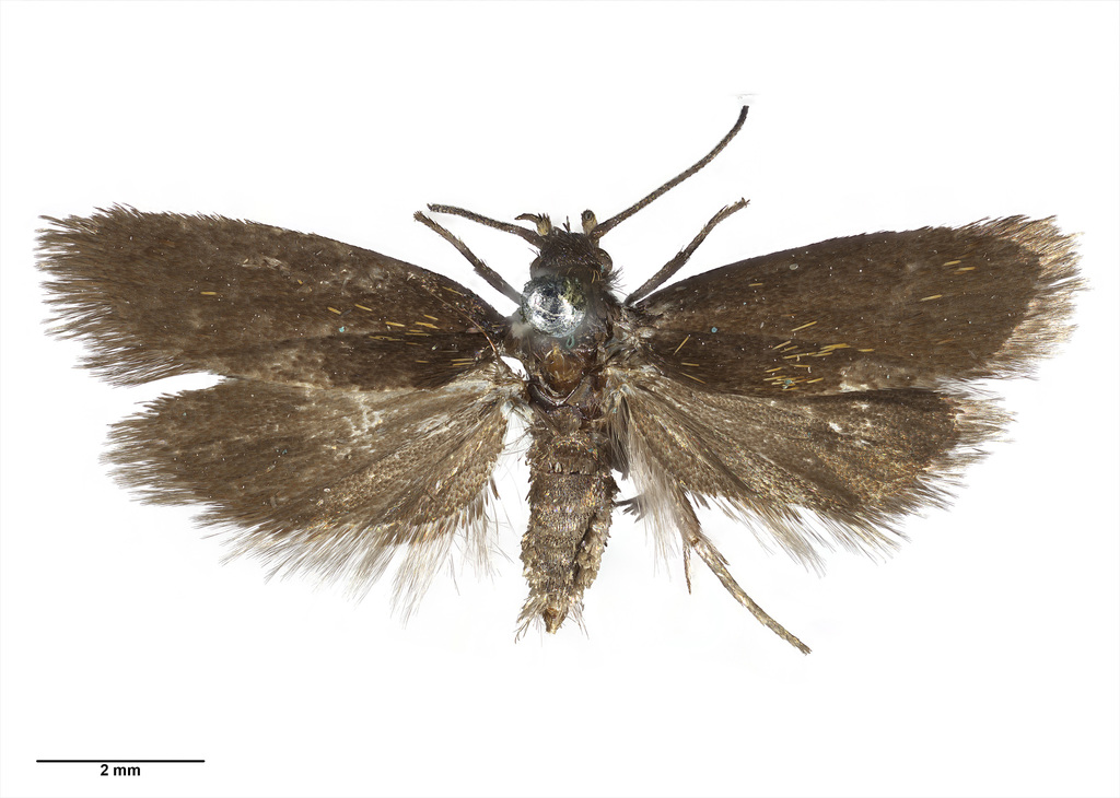 Hierodoris squamea