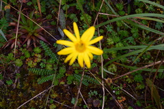 Dorobaea