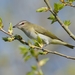 Red-eyed Vireo - Photo (c) JanetandPhil, some rights reserved (CC BY-NC-ND)