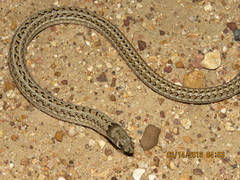 Pygopus schraderi